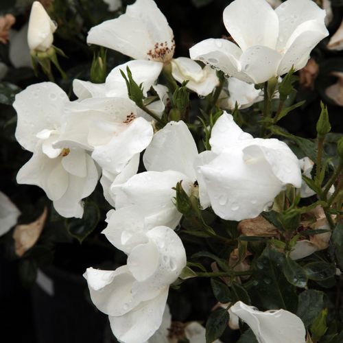 Rosen Gärtnerei - bodendecker rosen  - weiß - Rosa Escimo® - duftlos - Wilhelm Kordes III. - Gruppenweise gepflanzt sind ihre weißen, in großen Mengen blühenden Blüten geeignet für die Gestaltung von dekorativen Blumenteppichen.
